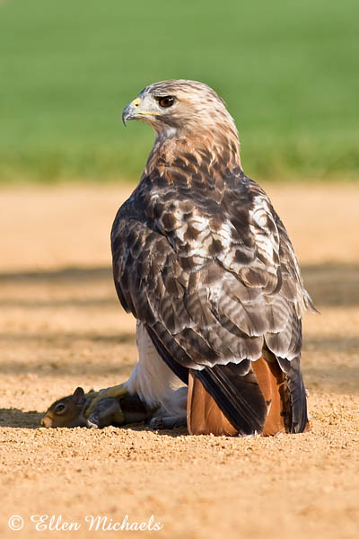 Red-tailed Hawk (Pale Male)