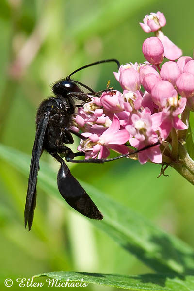 Great Black Wasp