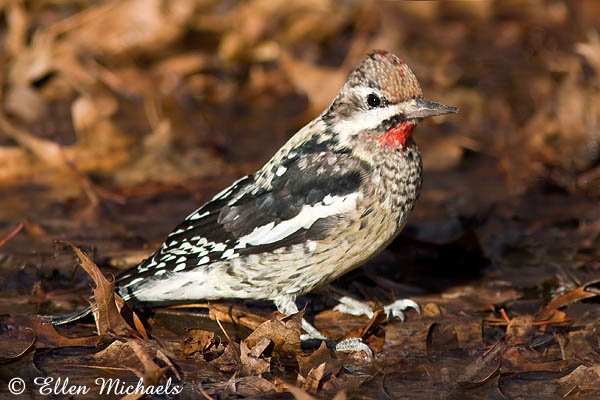 Yellow-bellied Sapsucker