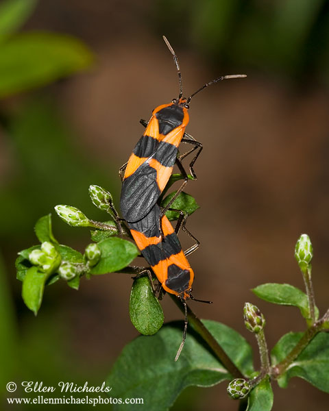 Large Milkweed Bug