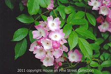 Gypsy Roses.jpg