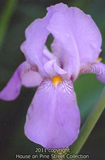 Lavender Song.jpg