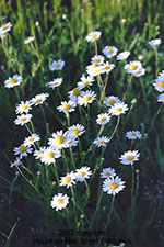 Field of Daisies at Sunrise.jpg