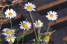 Wild Daisies.jpg