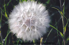 Make a Wish.jpg