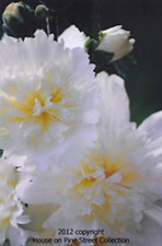 Cottage Garden - Hollyhocks.jpg