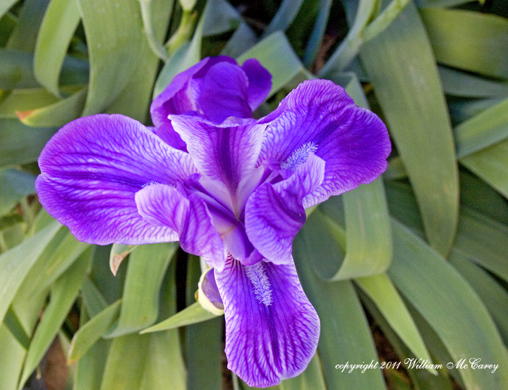 Lavender Iris without beard