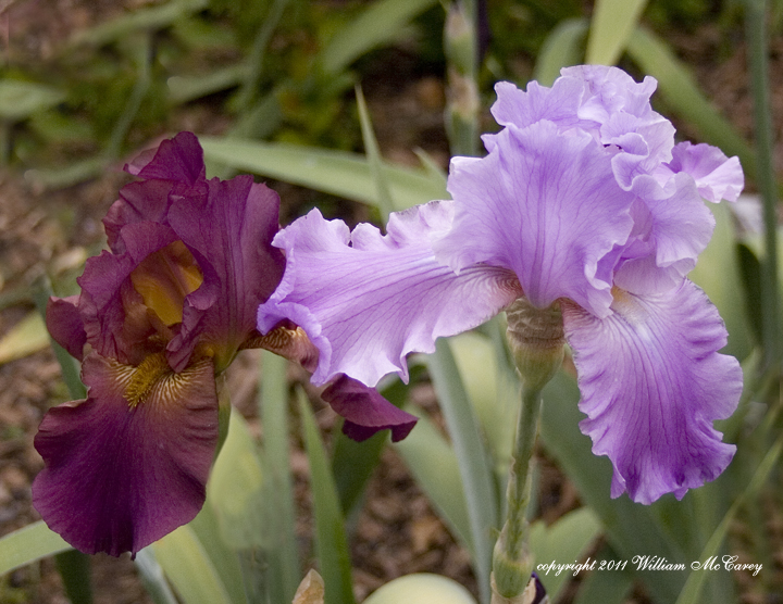 Lavender and Maroon Irises