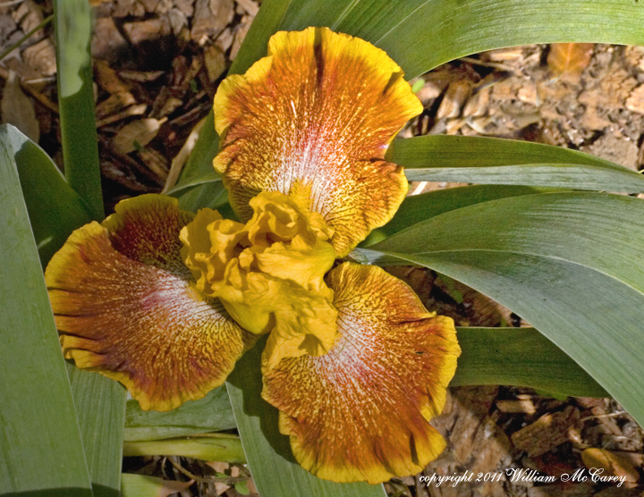 Gold Iris basking in the sunlight