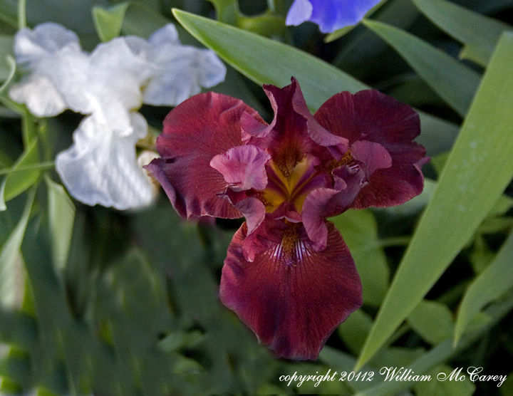 Dark and White Irises