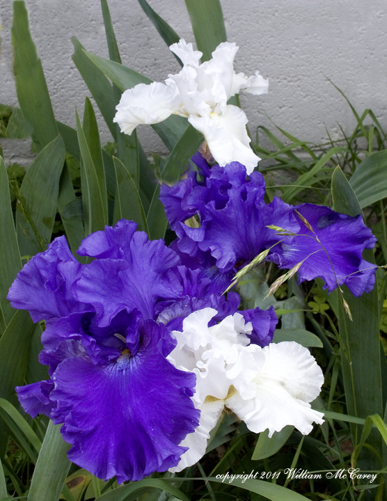 Purple and White Irises in the grass