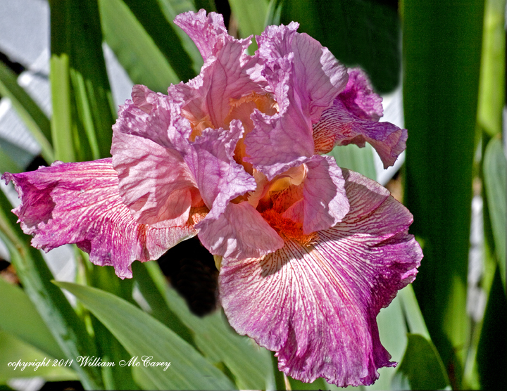 Raspberry Iris
