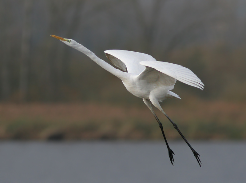 Great White Heron - Grote Zilverreiger - Ardea alba