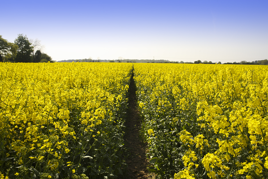 The Rape Field