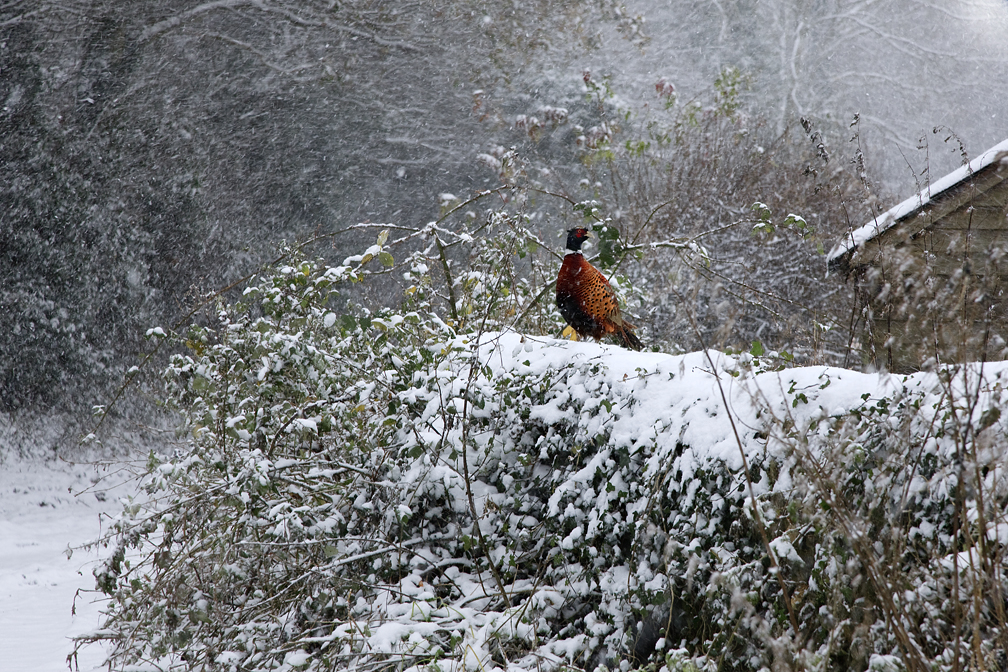 Pheasant