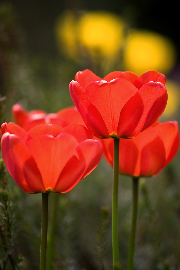 Red Tulips