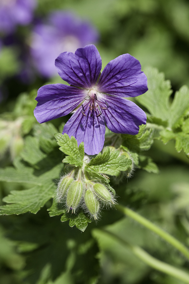 Garden Geranium