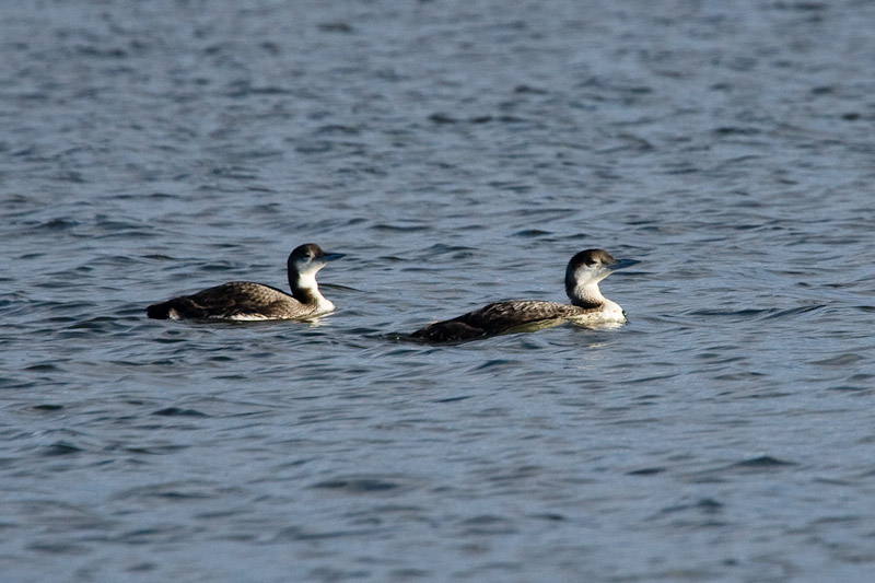 Common Loons