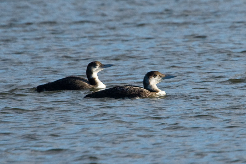 Common Loons