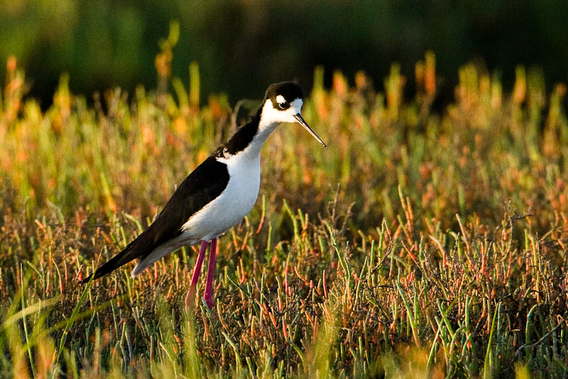 Black-necked Stilt