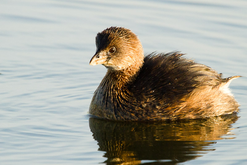 Pied-billed Grebe