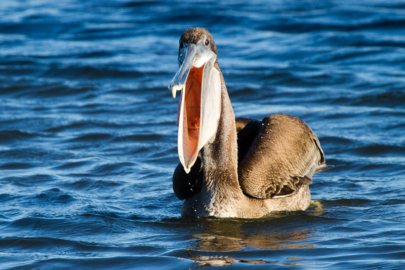 Brown Pelican