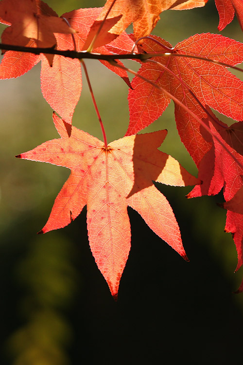 Backlit Autumn Leaves