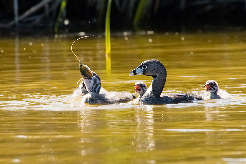 Pied-billed Grebe chicks with crayfish