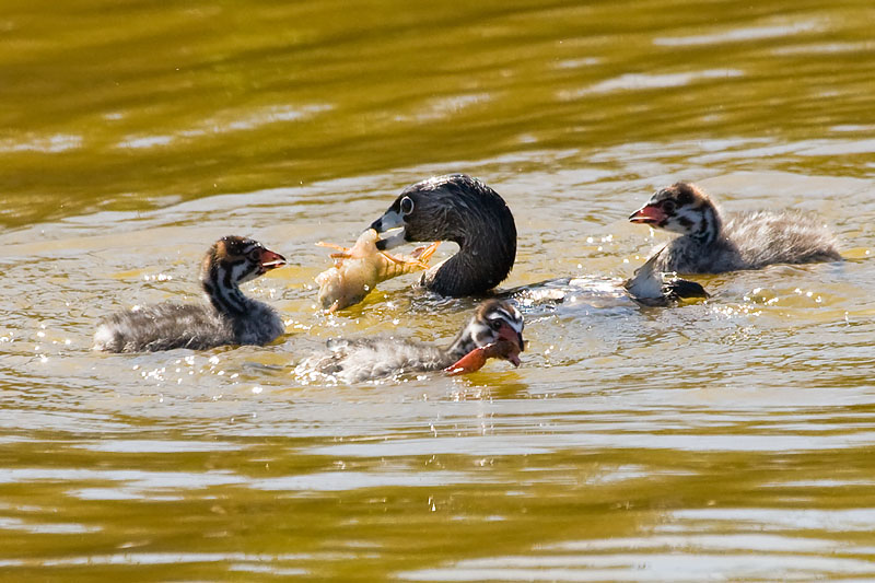 Pied-billed Grebe chicks with crayfish