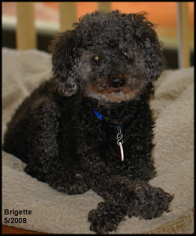 Brigette 52008.jpg