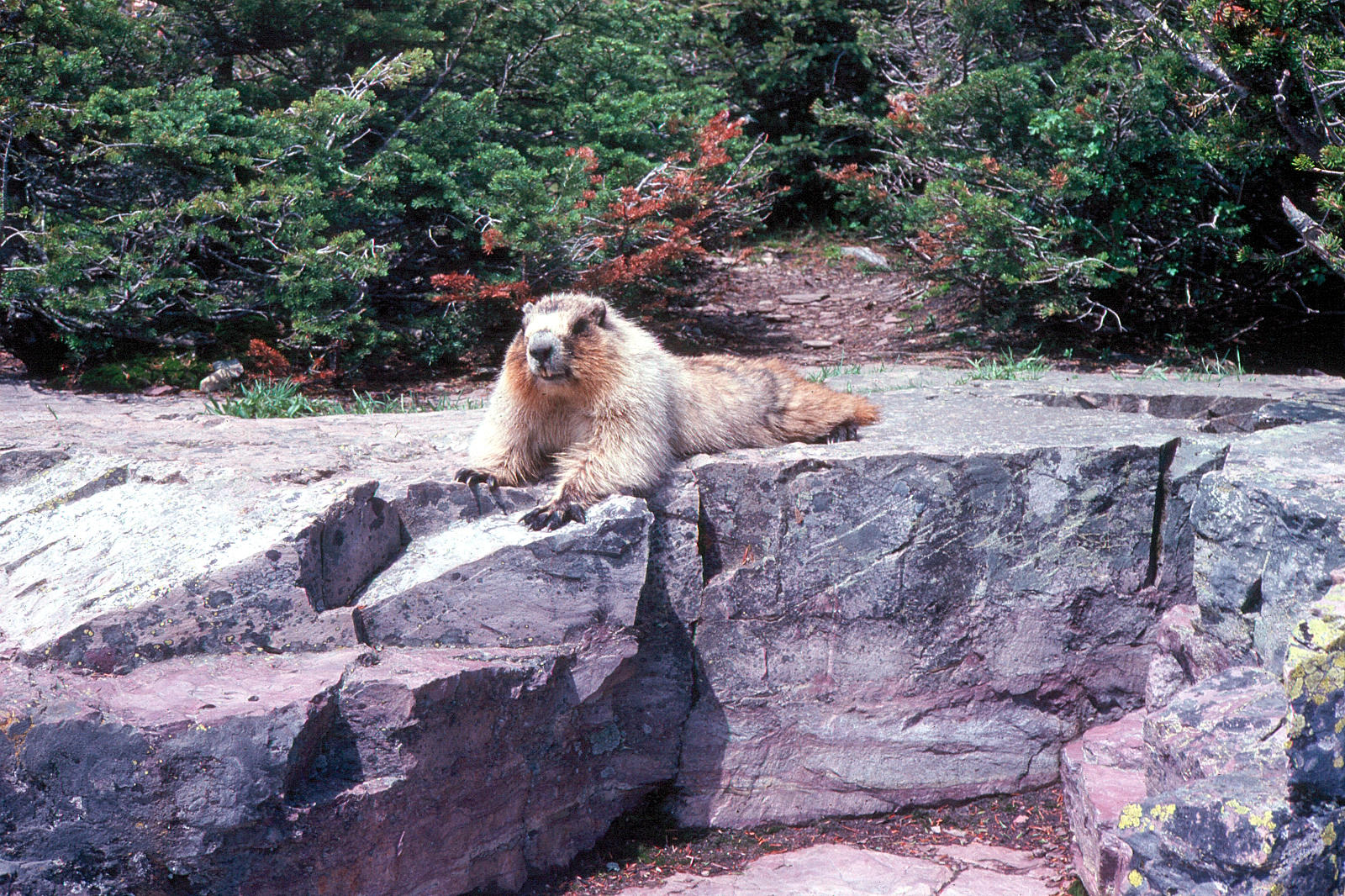 Marmot - A closer look