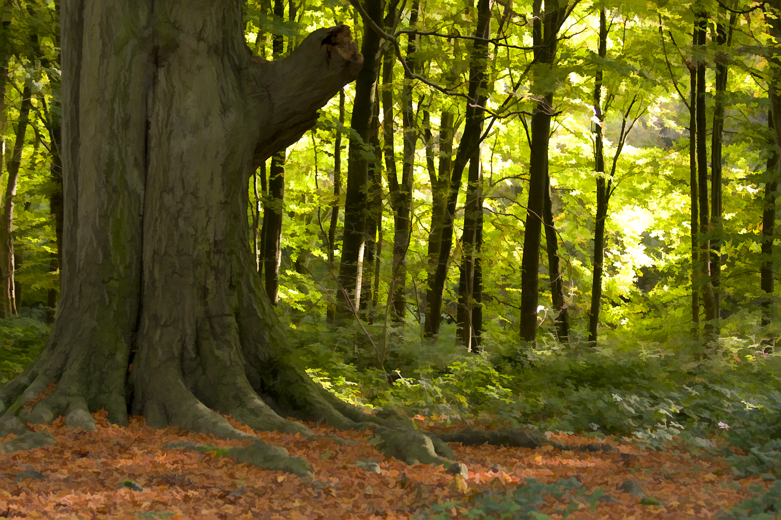 St Andrews Wood