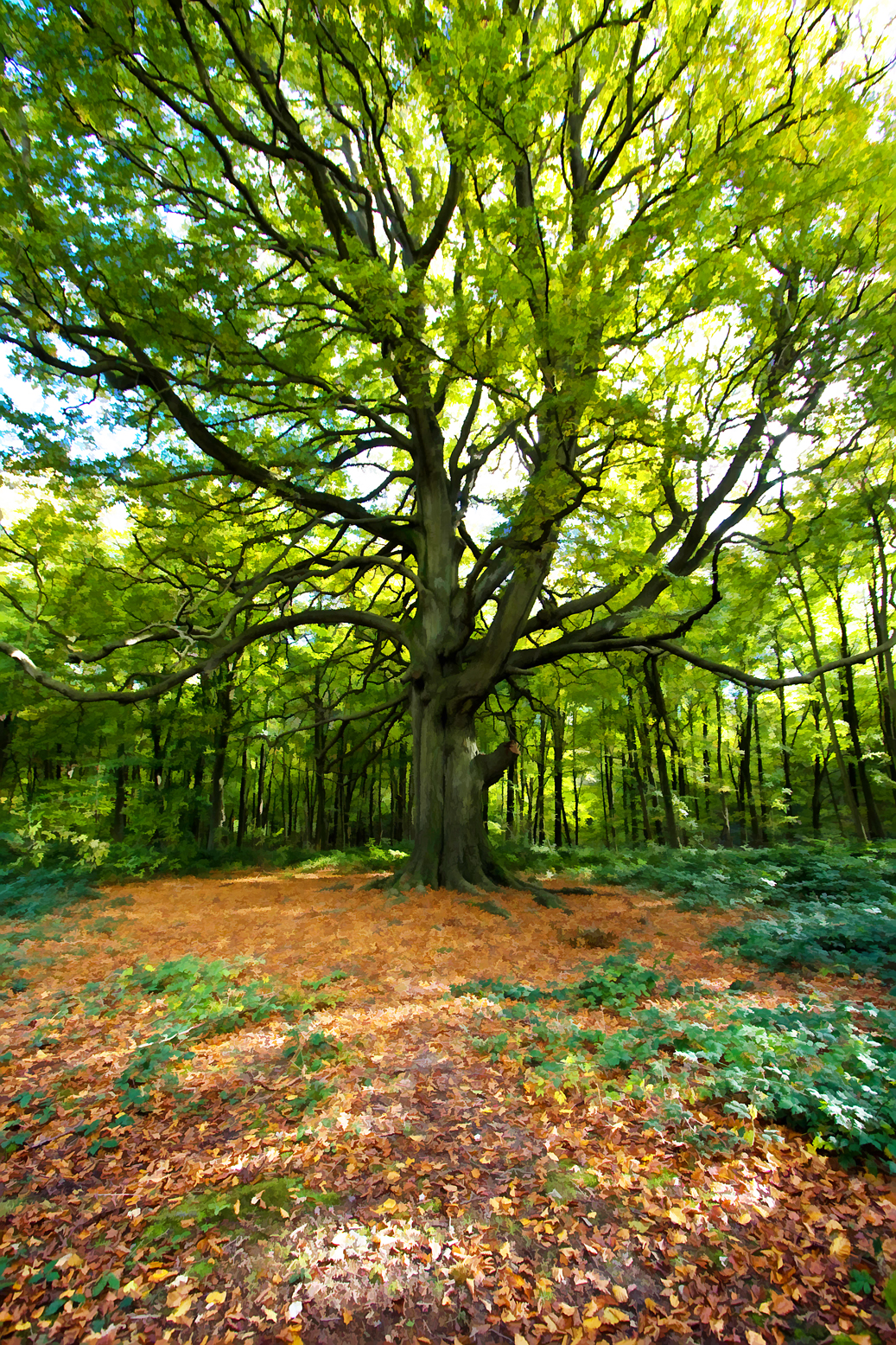 Tree