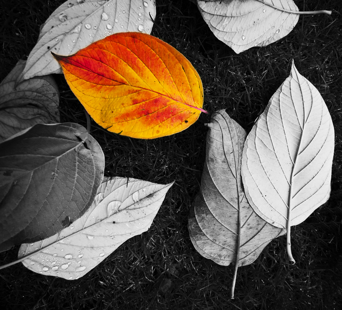 5 November - Colour on the ground...