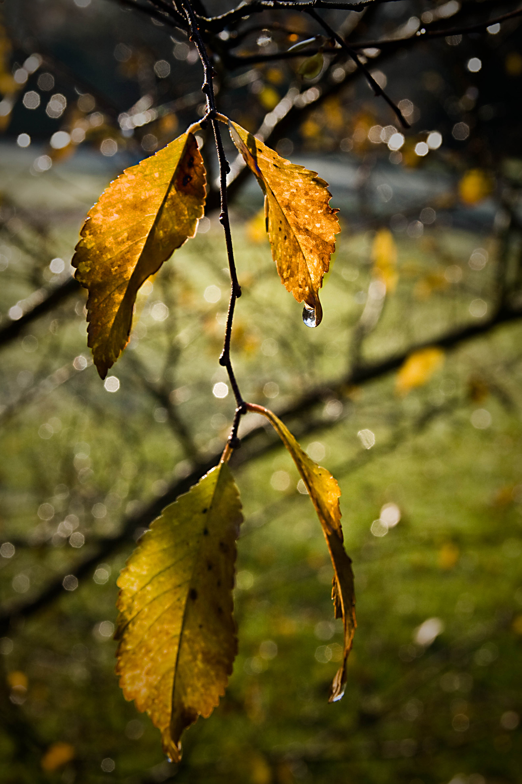 Droplets