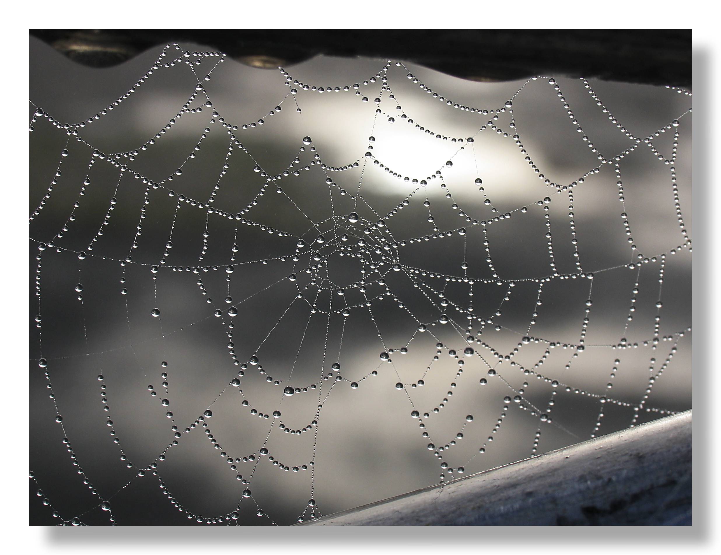 dew on cobweb