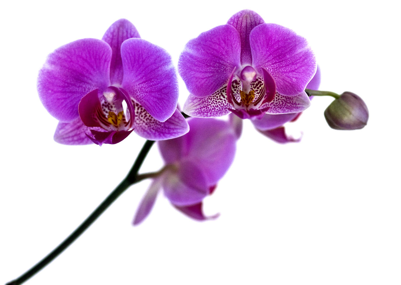22 April - Orchid