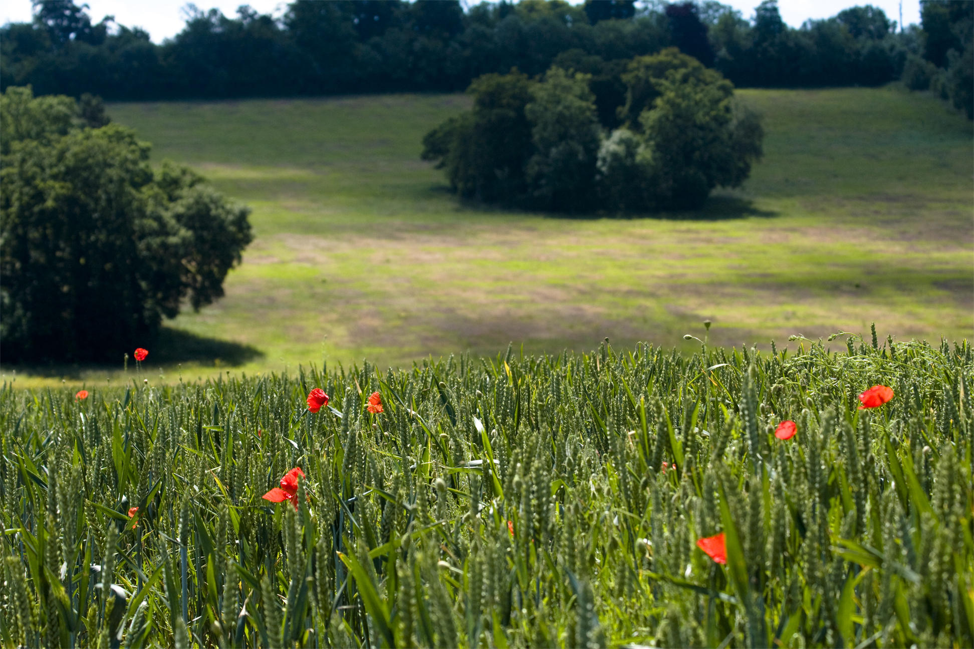 22 June - poppy field...?!