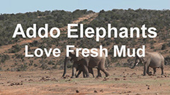 Addo Elephants Love Fresh Mud video link.jpg