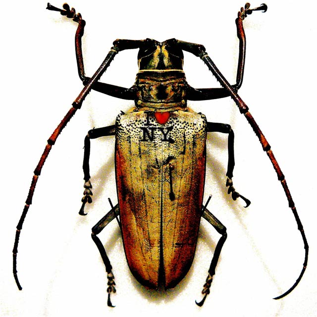 Bug-Love.jpg
