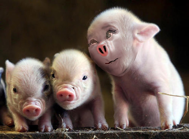 Pig-Babies.jpg