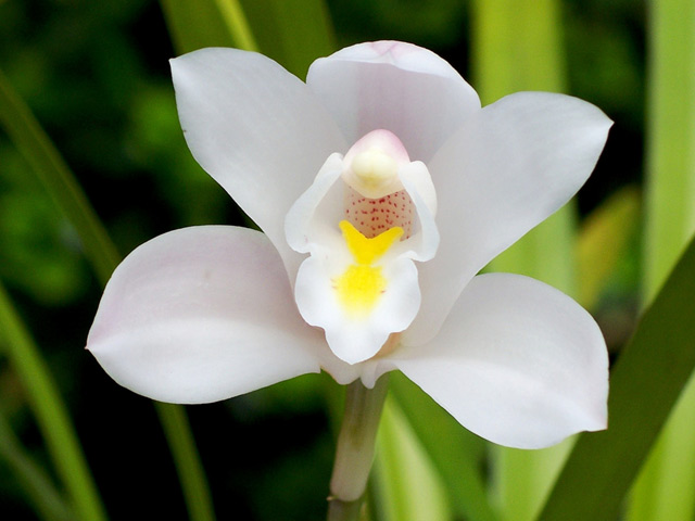 Pale-petals-original.jpg
