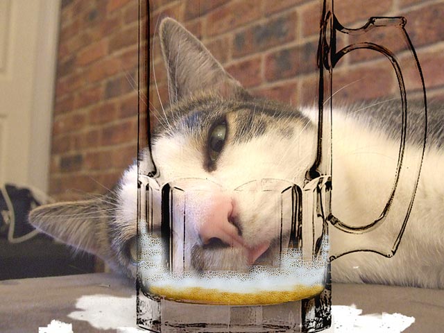Blitz-Kitty.jpg