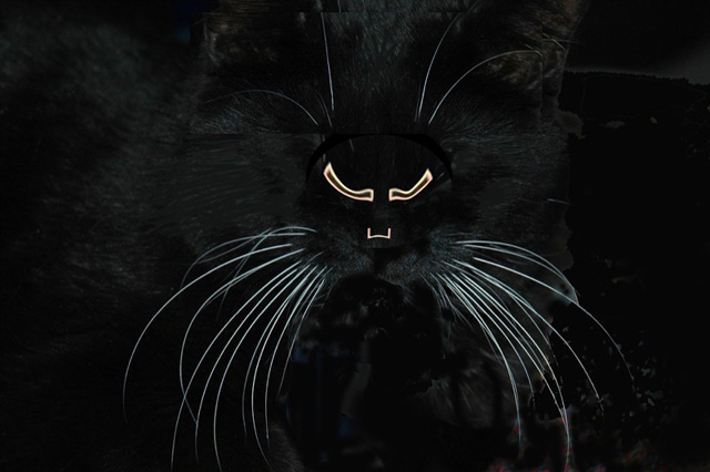 Windows-Cat.jpg