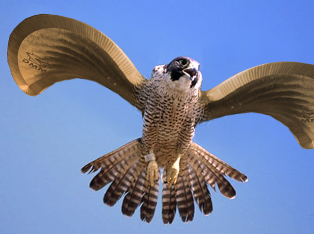 Falcon-Prosthetic.jpg