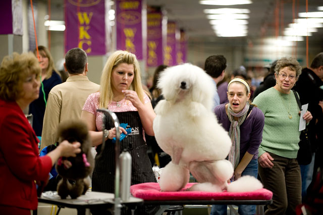 Poodle-Primping-O.jpg