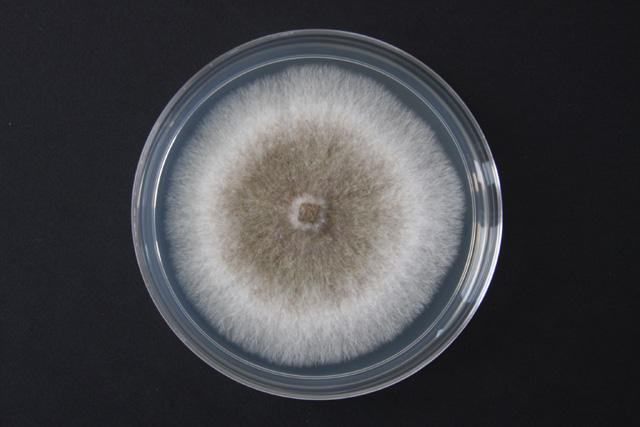 Fuel-making-fungi-O.jpg