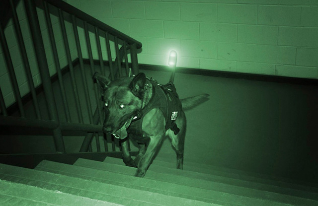 Covert-canine-O.jpg
