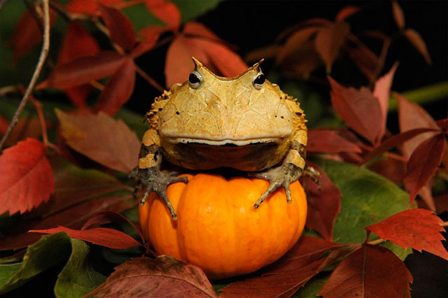 Possessed-pumpkin-O.jpg