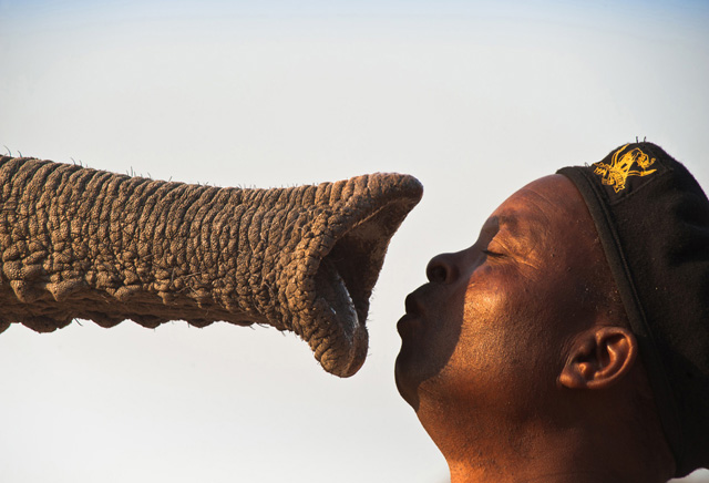 Animal-attraction-O.jpg
